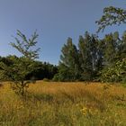 Wiese am Staatberg