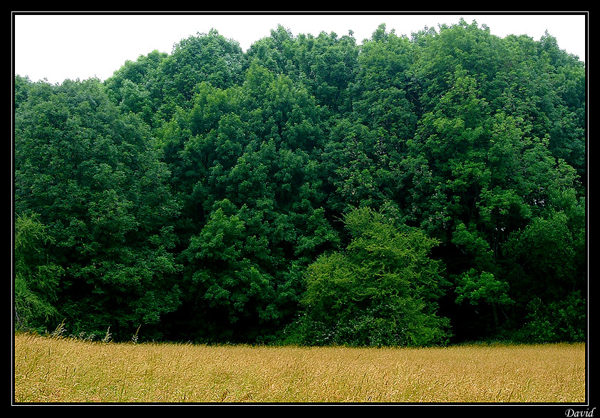 Wiese am Wald