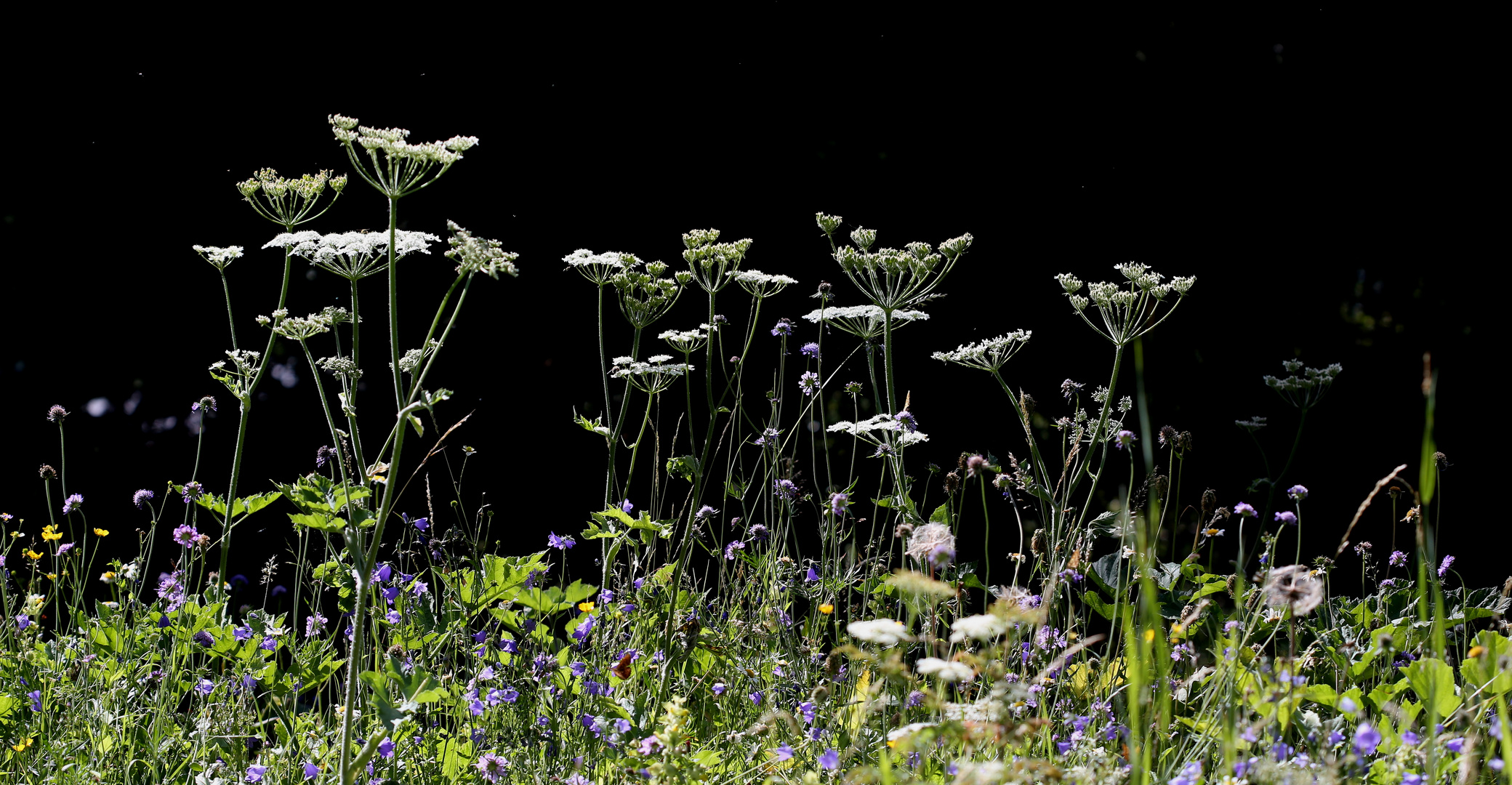 Wiese am Waldrand