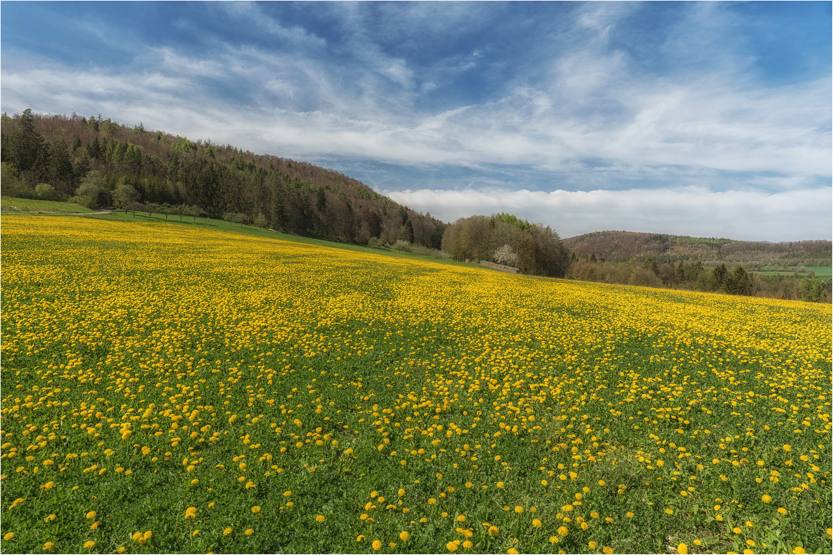 Wiese am Waldrand