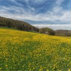 Wiese am Waldrand