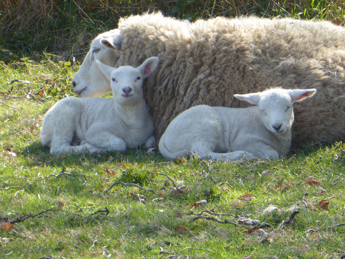 Wiese am Wegesrand