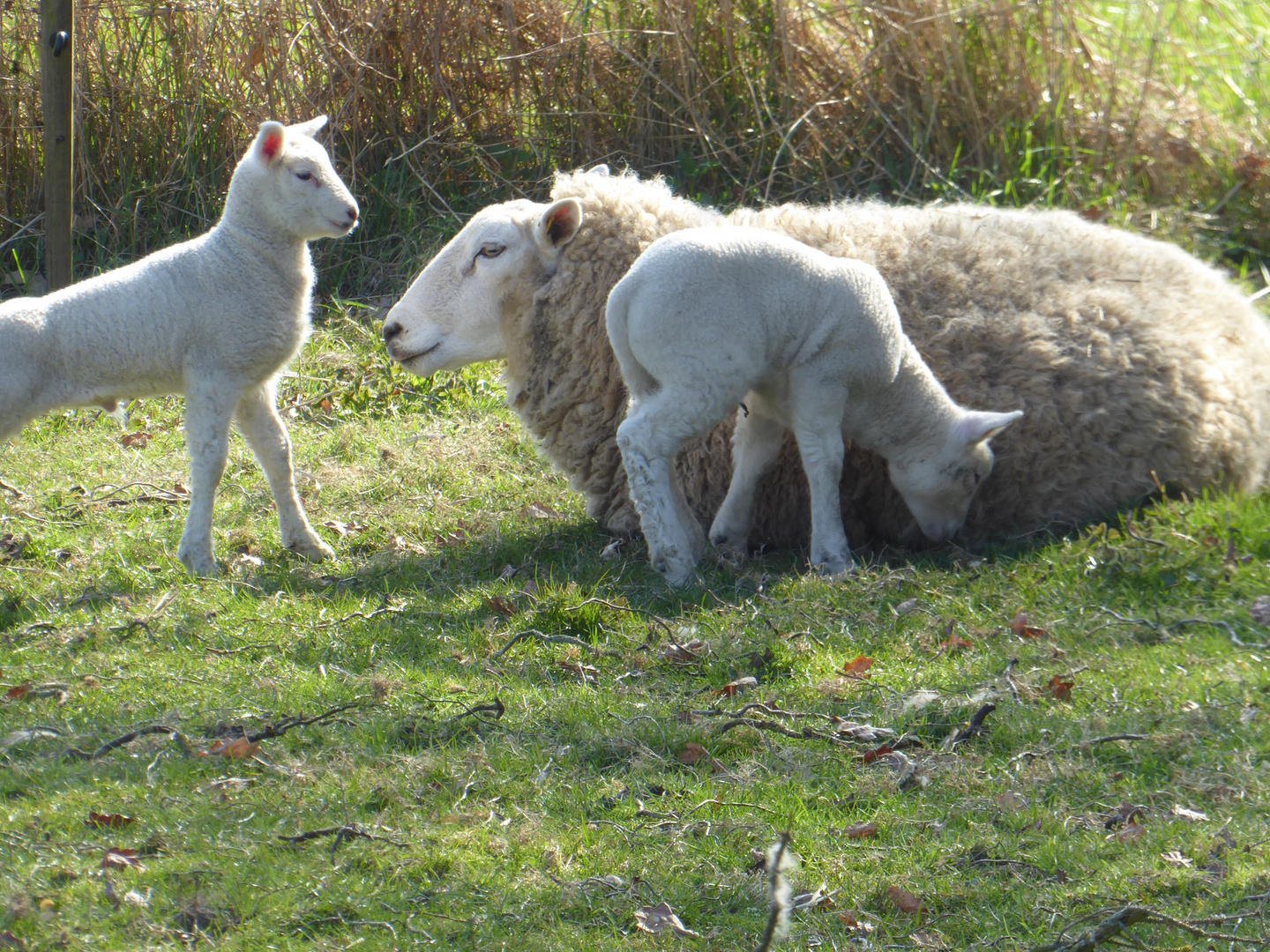 Wiese am Wegesrand