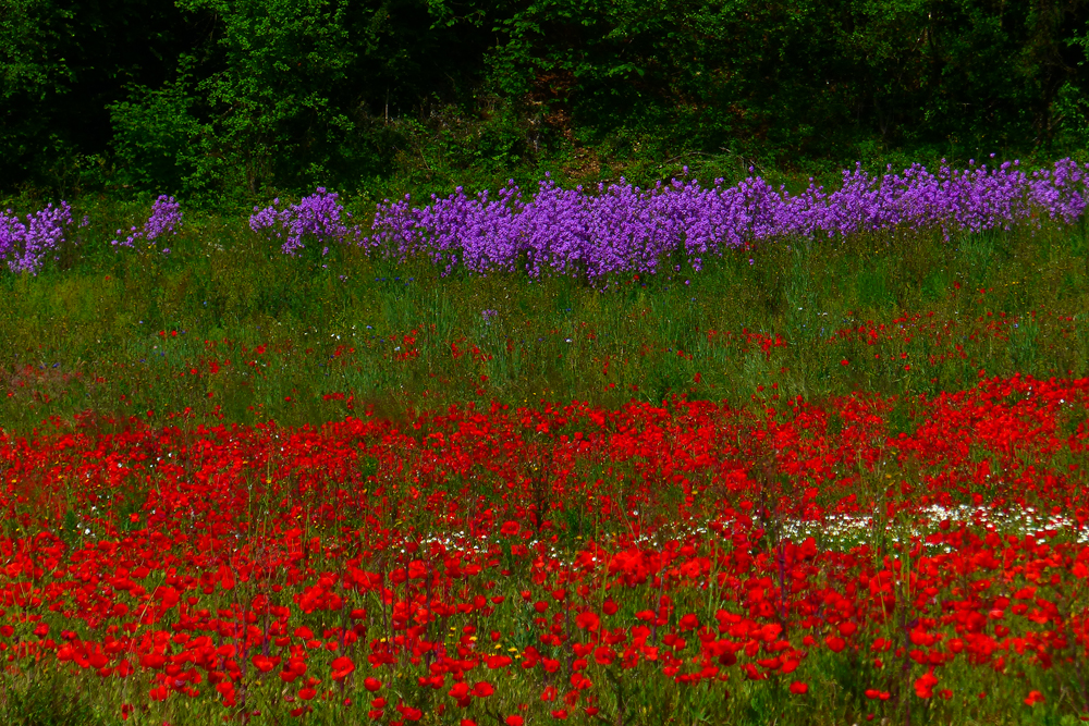 Wiese am Wegesrand