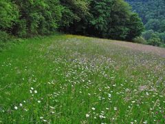 Wiese an der Donau