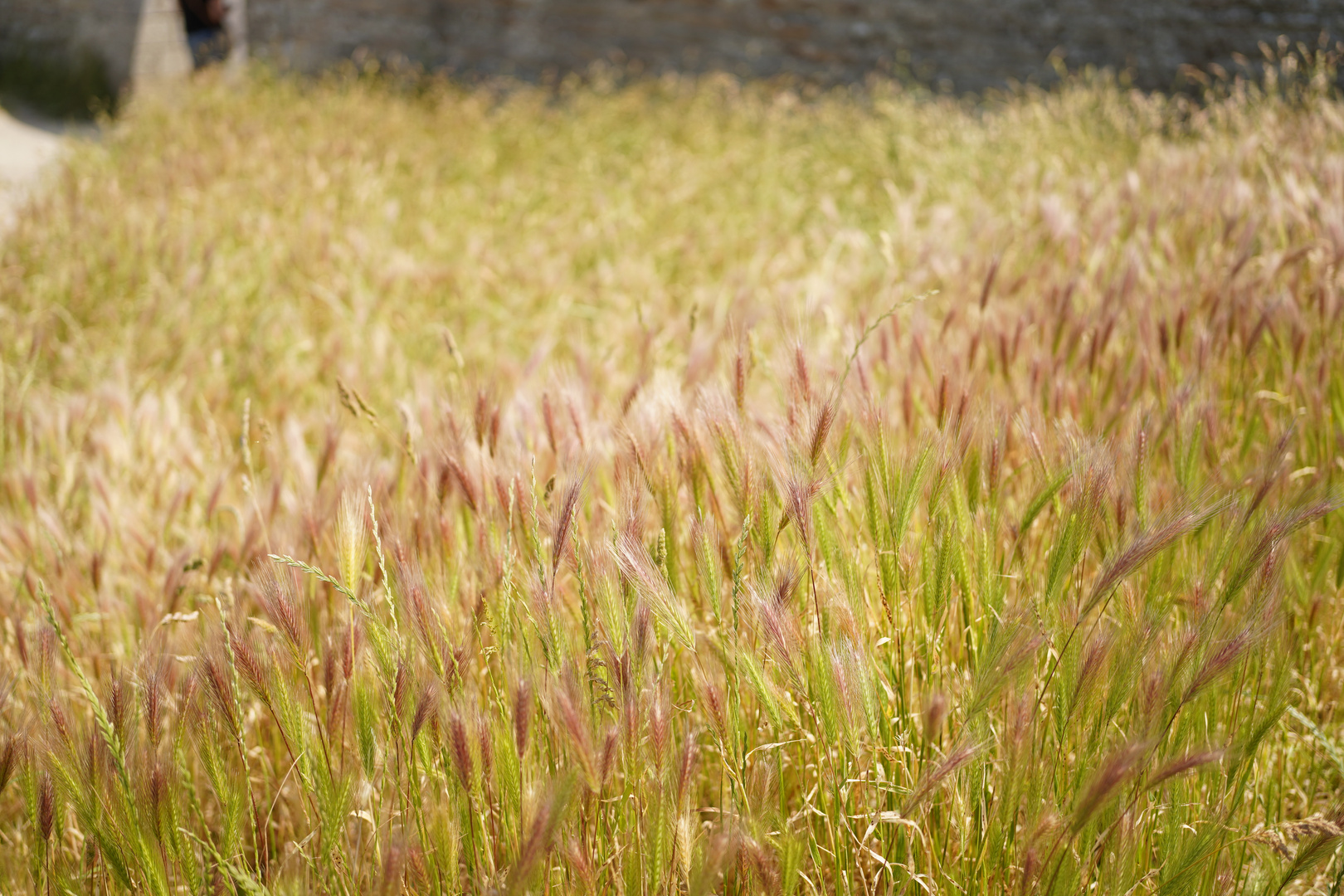 Wiese an der Mauer