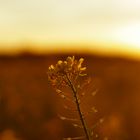 Wiese an einem Herbstabend