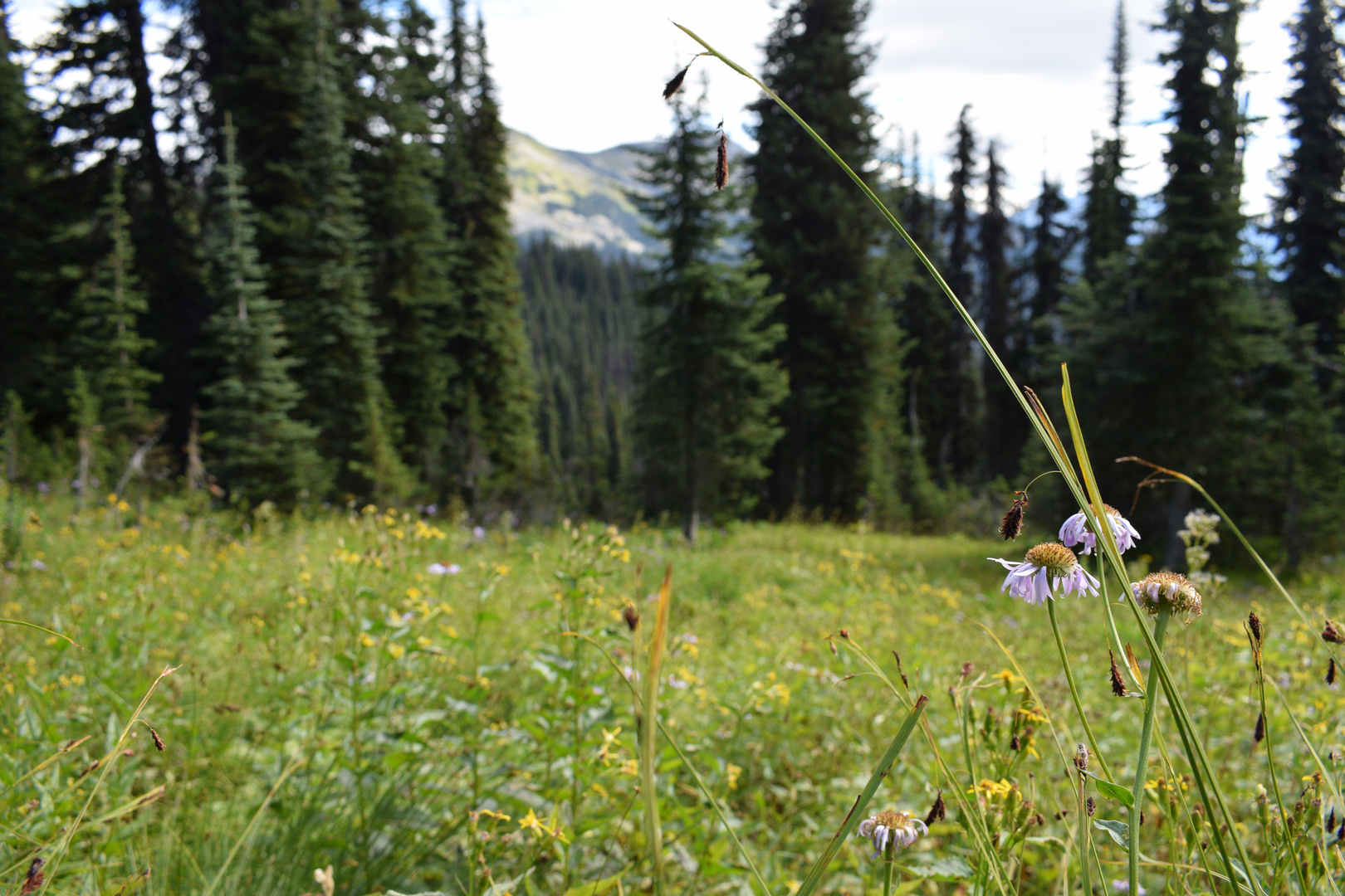 Wiese auf Mount Revelstoke