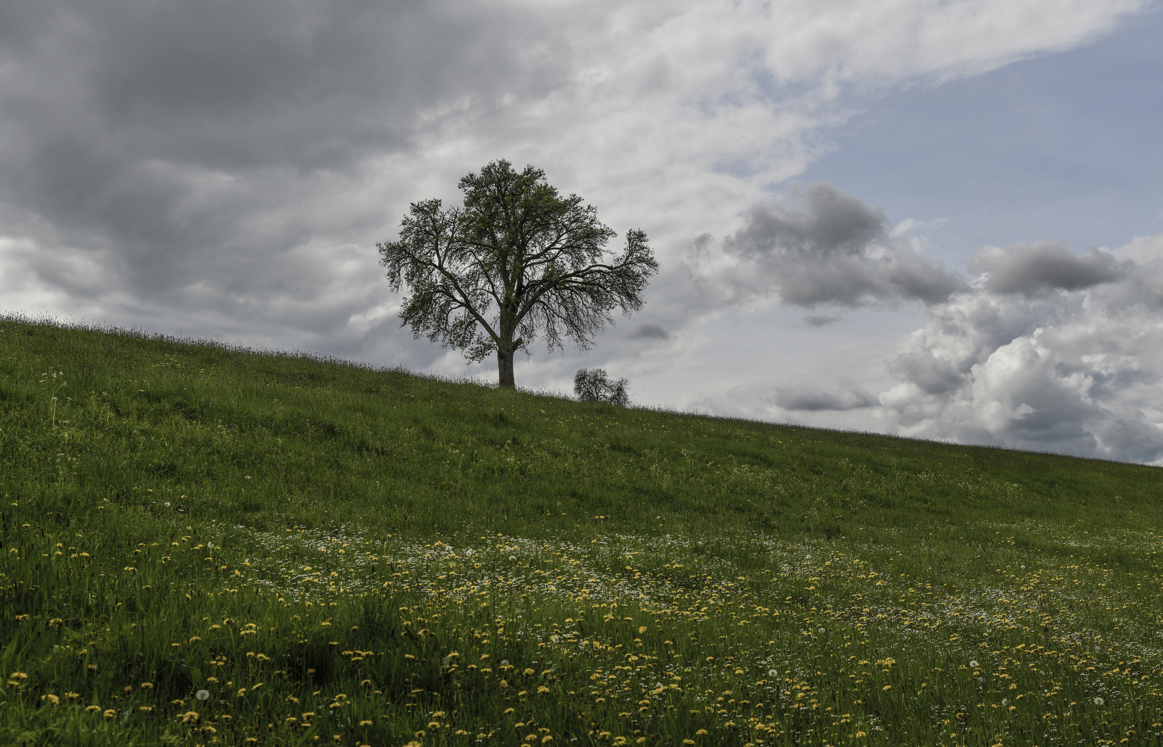 Wiese - Bäume - Wolken