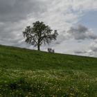 Wiese - Bäume - Wolken