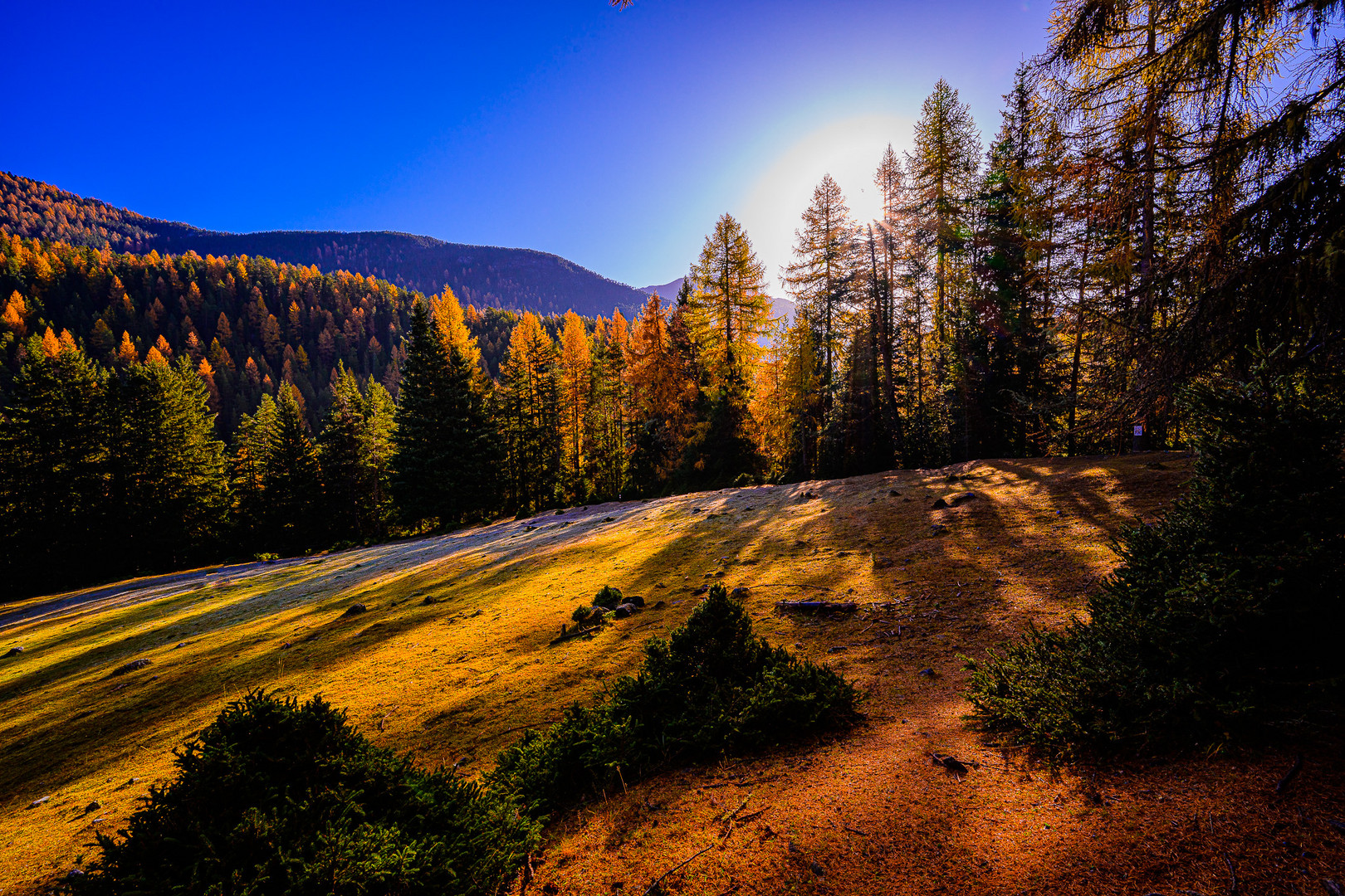 Wiese bei der Spölschlucht, Engadin