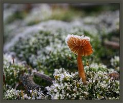 Wiese bei Frost