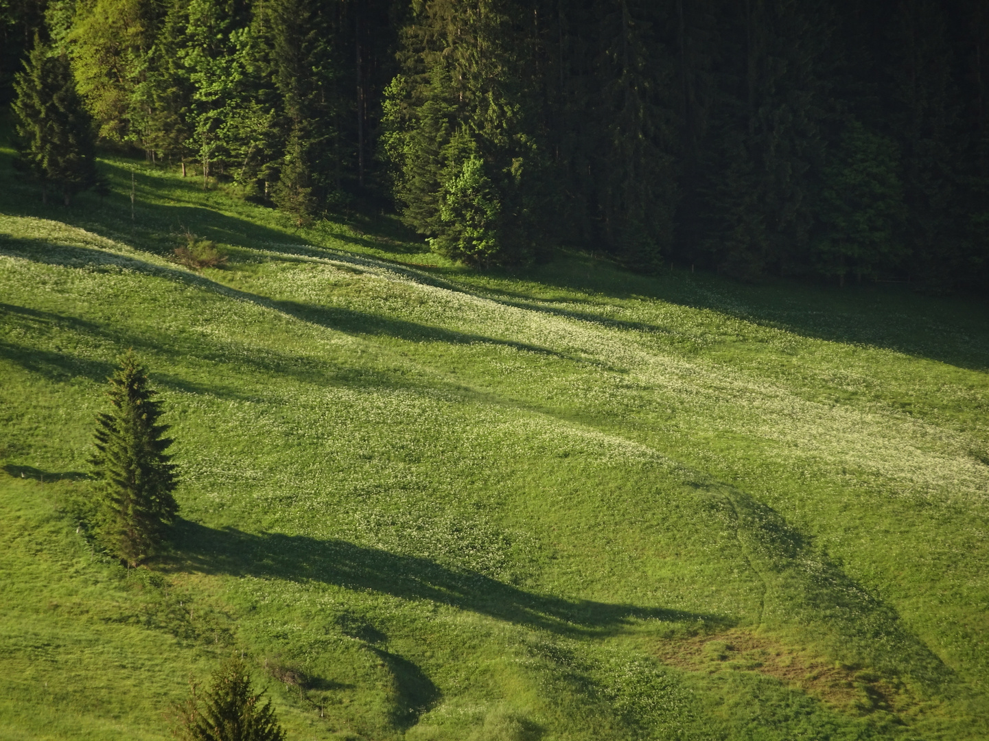 Wiese bei Gosau