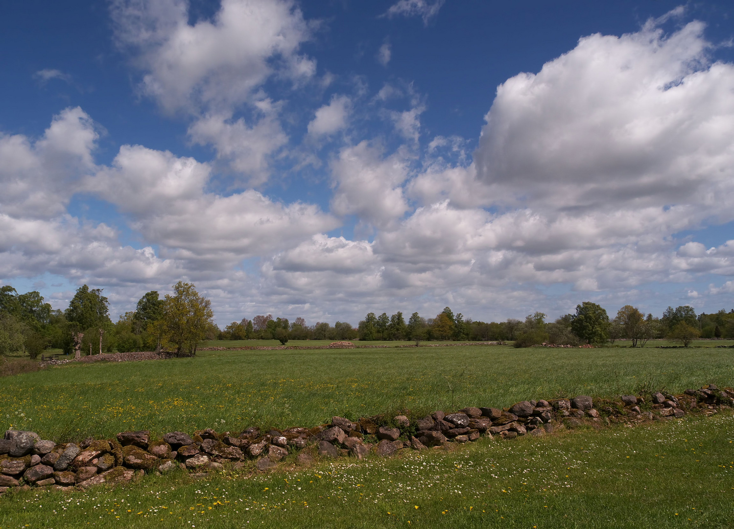 Wiese bei Gråborg