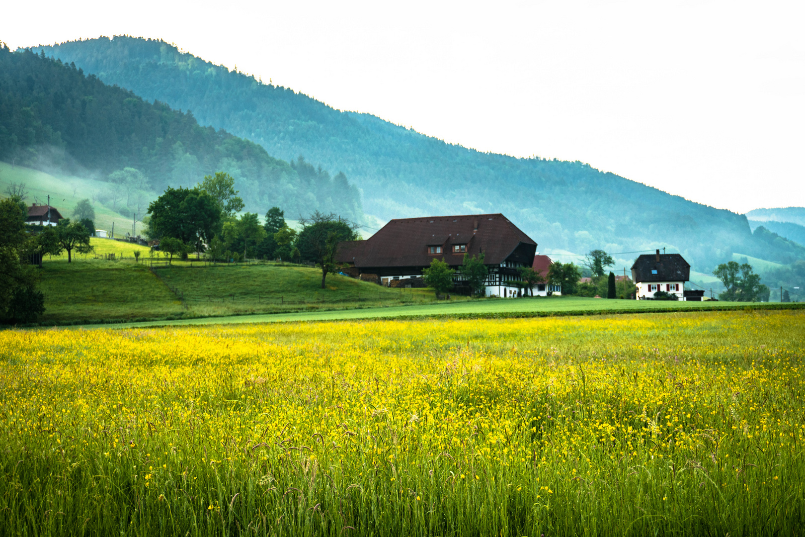 Wiese bei Gutach im Elztal