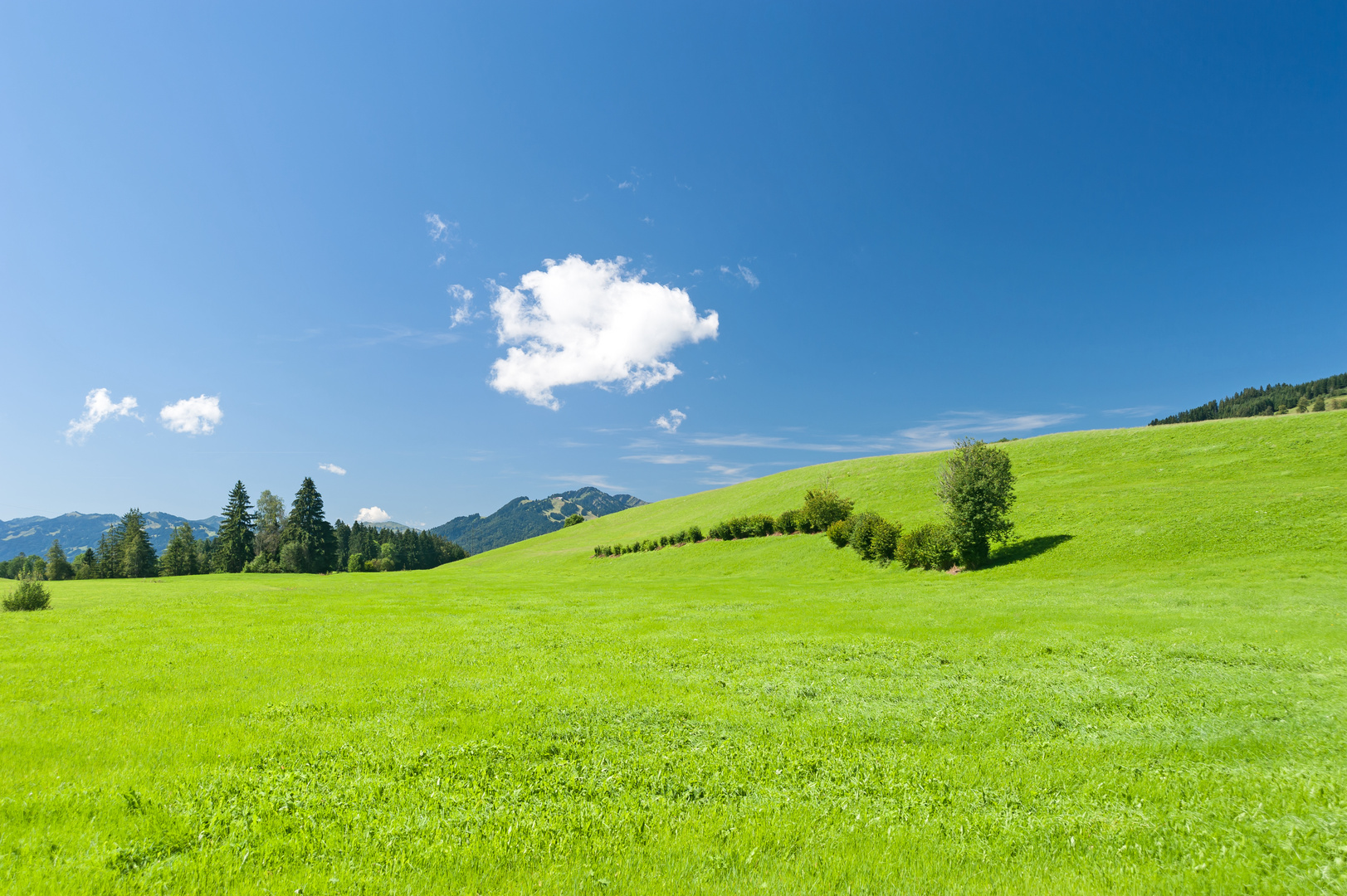 Wiese bei Kranzegg