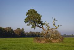 Wiese bei Prerow