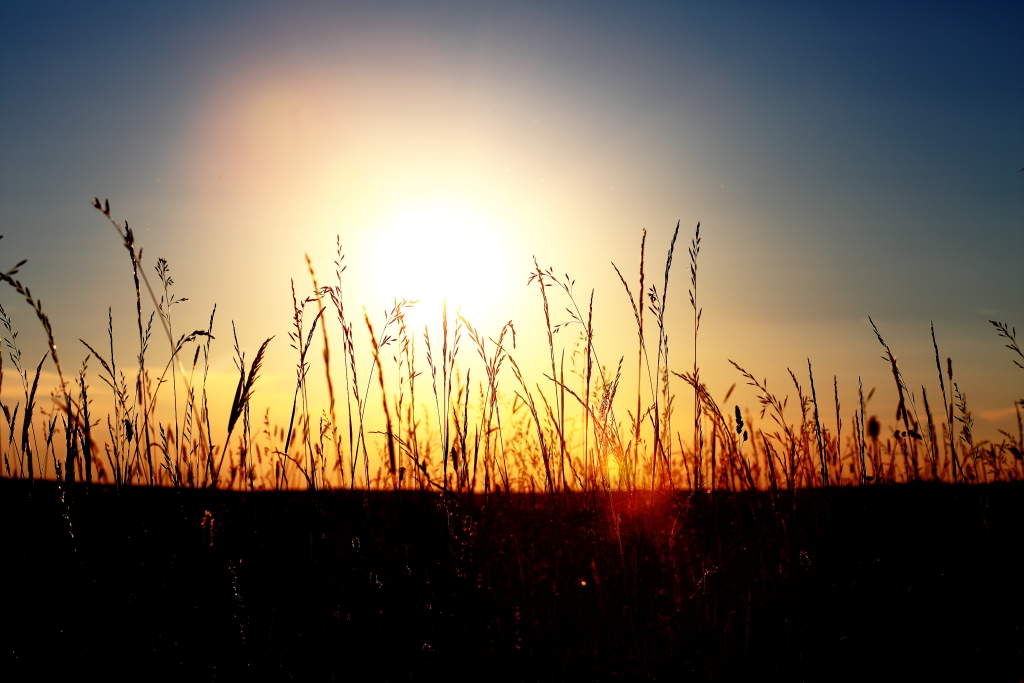 Wiese bei Sonnenuntergang