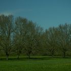 Wiese beim Kloster Graefenthal 