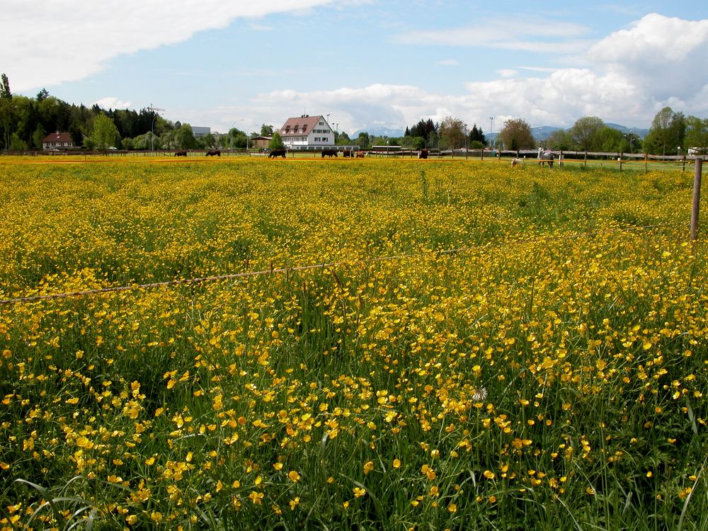 Wiese beim Kloster Mehrerau