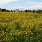 Wiese beim Kloster Mehrerau