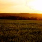 Wiese beim Sonnenuntergang