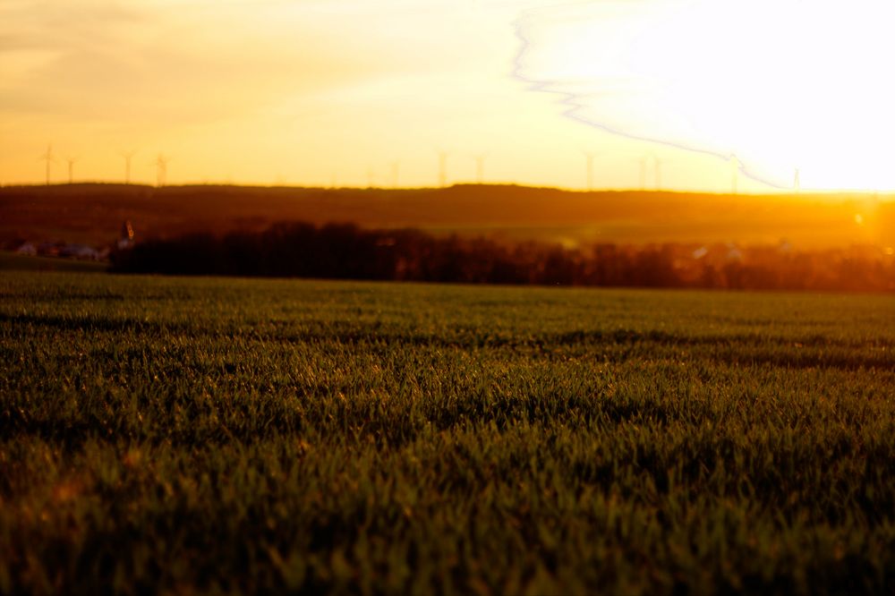 Wiese beim Sonnenuntergang