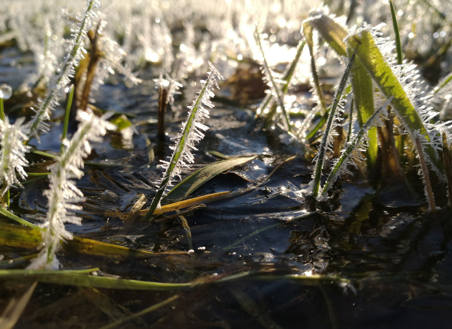 Wiese bereift, überschwemmt und gefroren