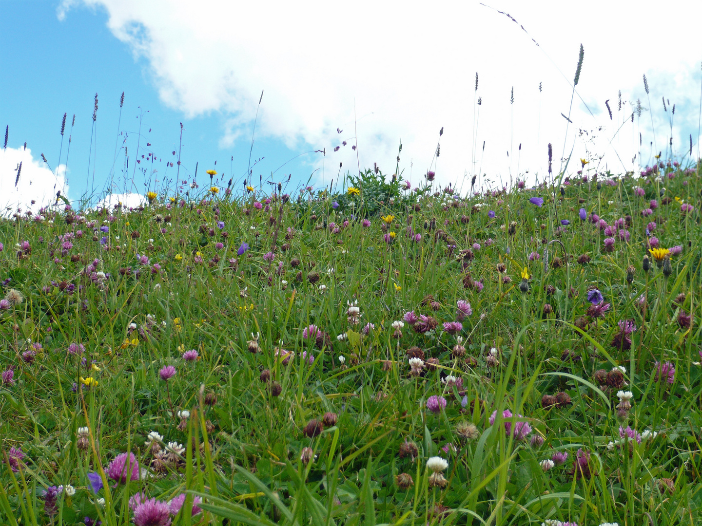 Wiese bis zum Himmel