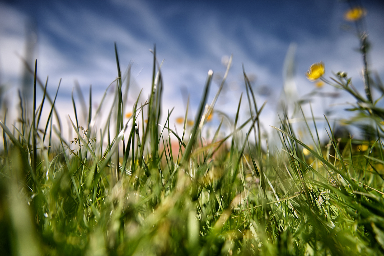 Wiese, Blumen und Himmel