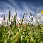 Wiese, Blumen und Himmel