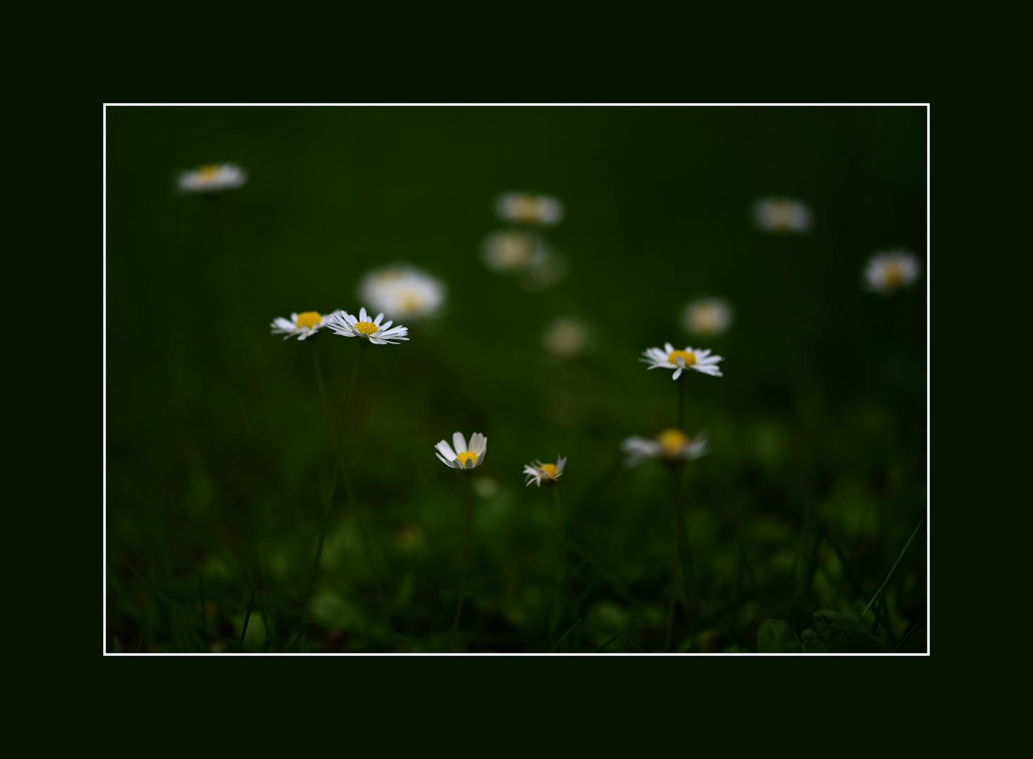 Wiese Gänseblümchen