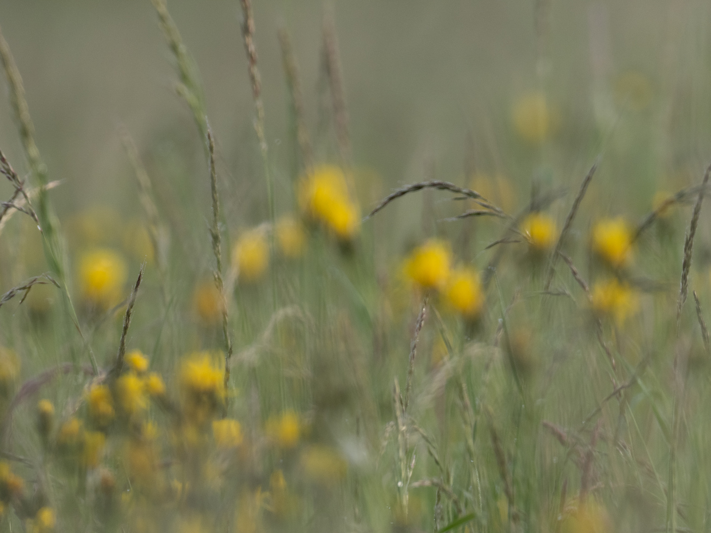 Wiese ganz schön (un)scharf