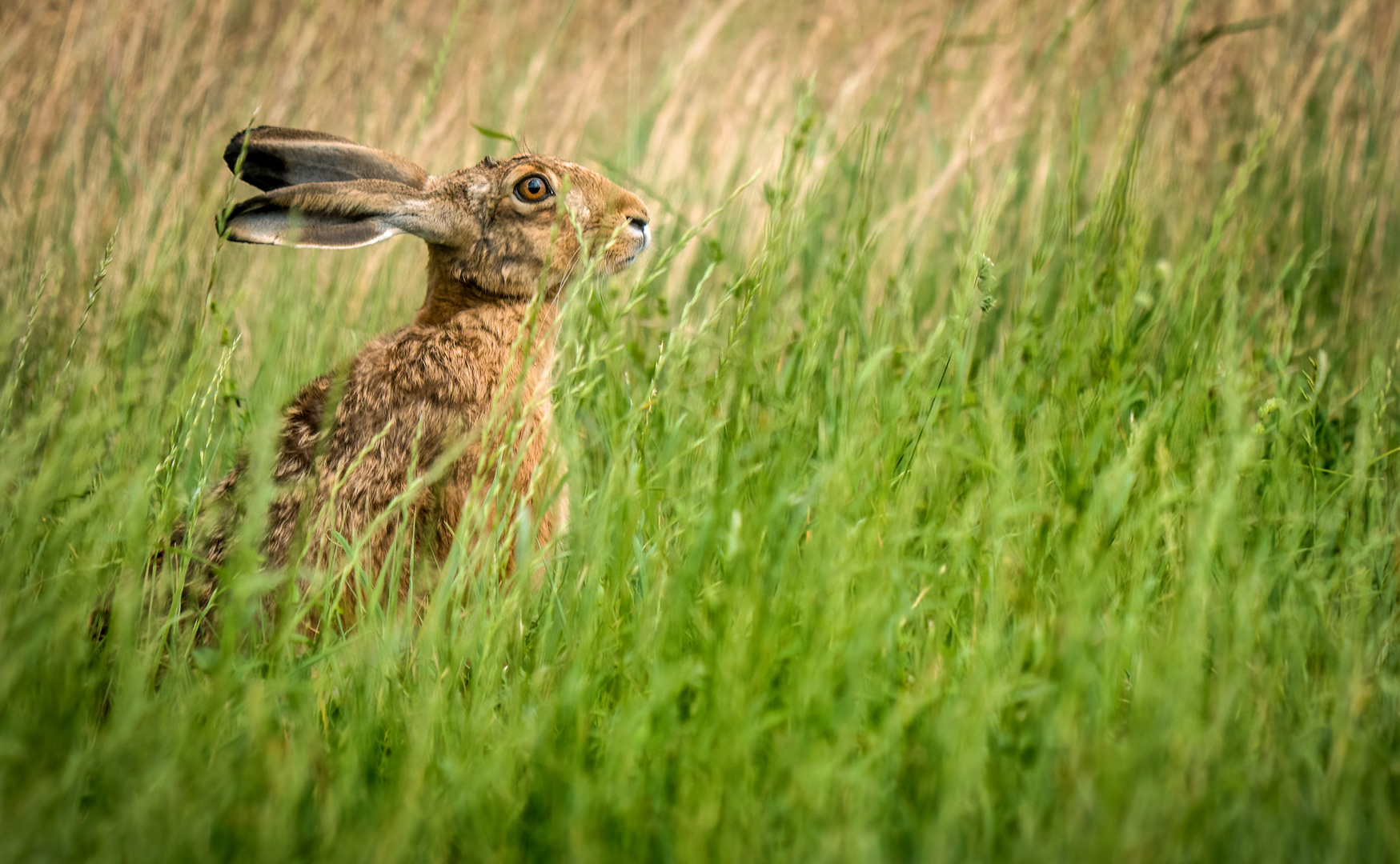 "WIESE - HASE - KLICK"