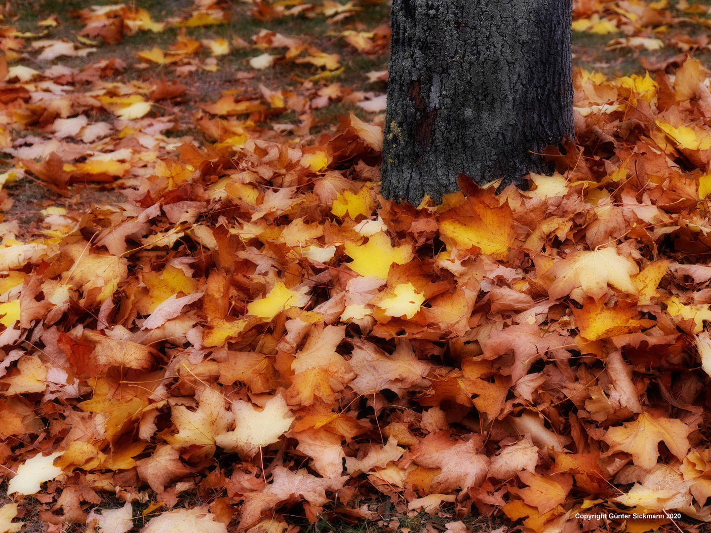 Wiese Herbstkleid. Baum nackig.