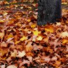 Wiese Herbstkleid. Baum nackig.