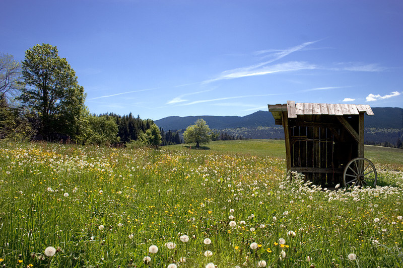 Wiese hinter der Wieskirche ;-)