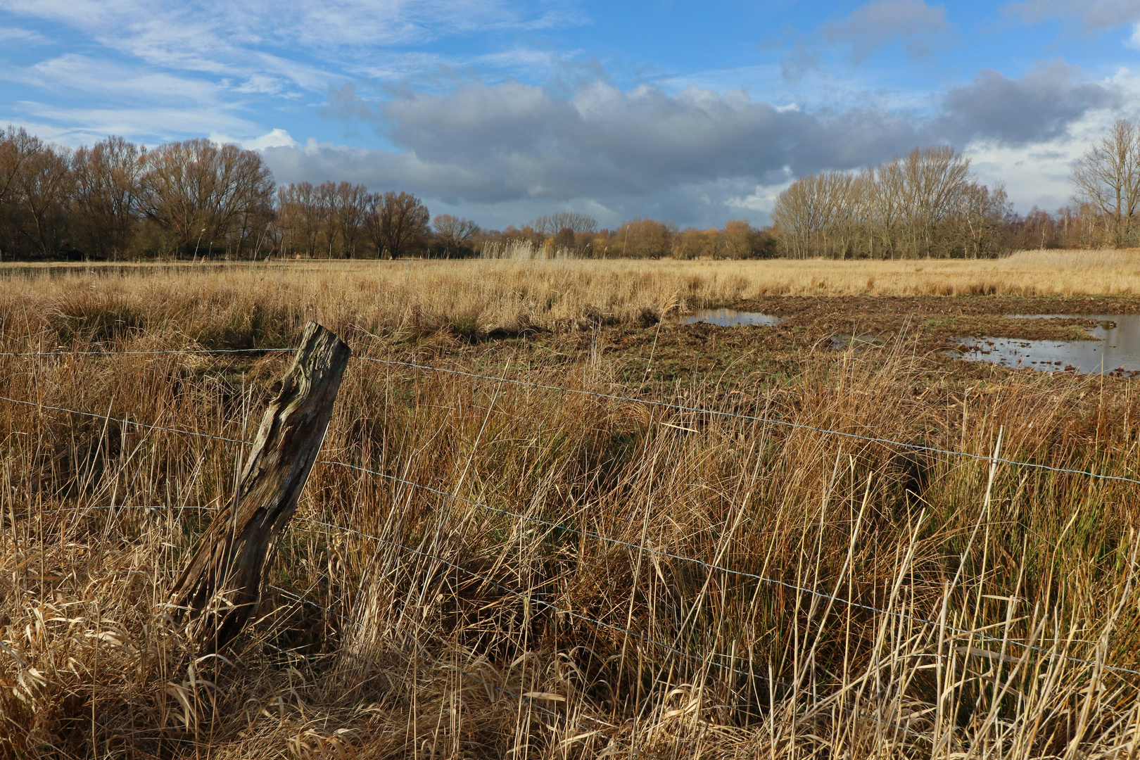 Wiese hinterm Zaun