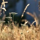 Wiese im abendlichen Gegenlicht 