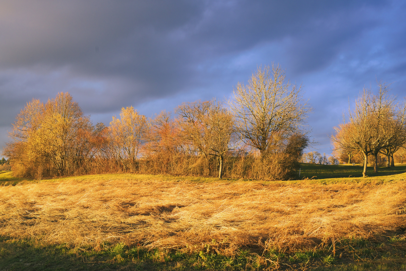 Wiese im Abendlicht