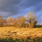 Wiese im Abendlicht