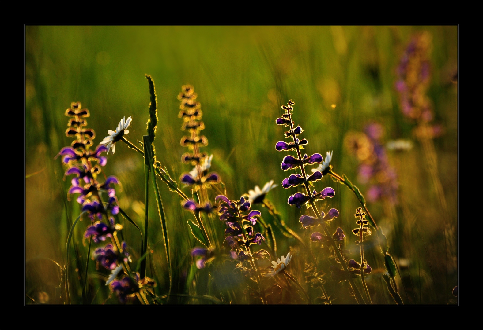 Wiese im Abendlicht