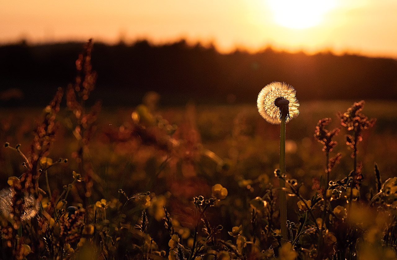 Wiese im Abendlicht