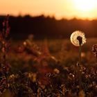 Wiese im Abendlicht