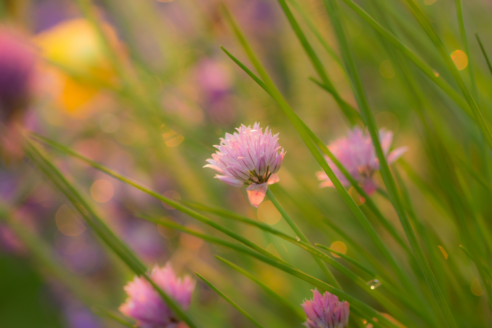 Wiese im Abendlicht