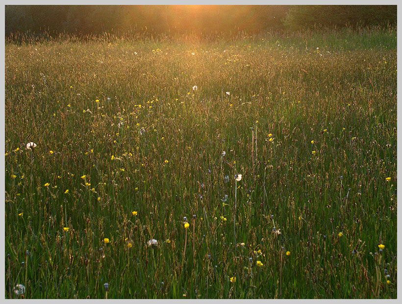 Wiese im Abendlicht