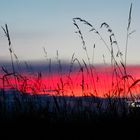 Wiese im Abendrot / Sonnenuntergang - Photos by FC - Jeannette Dewald