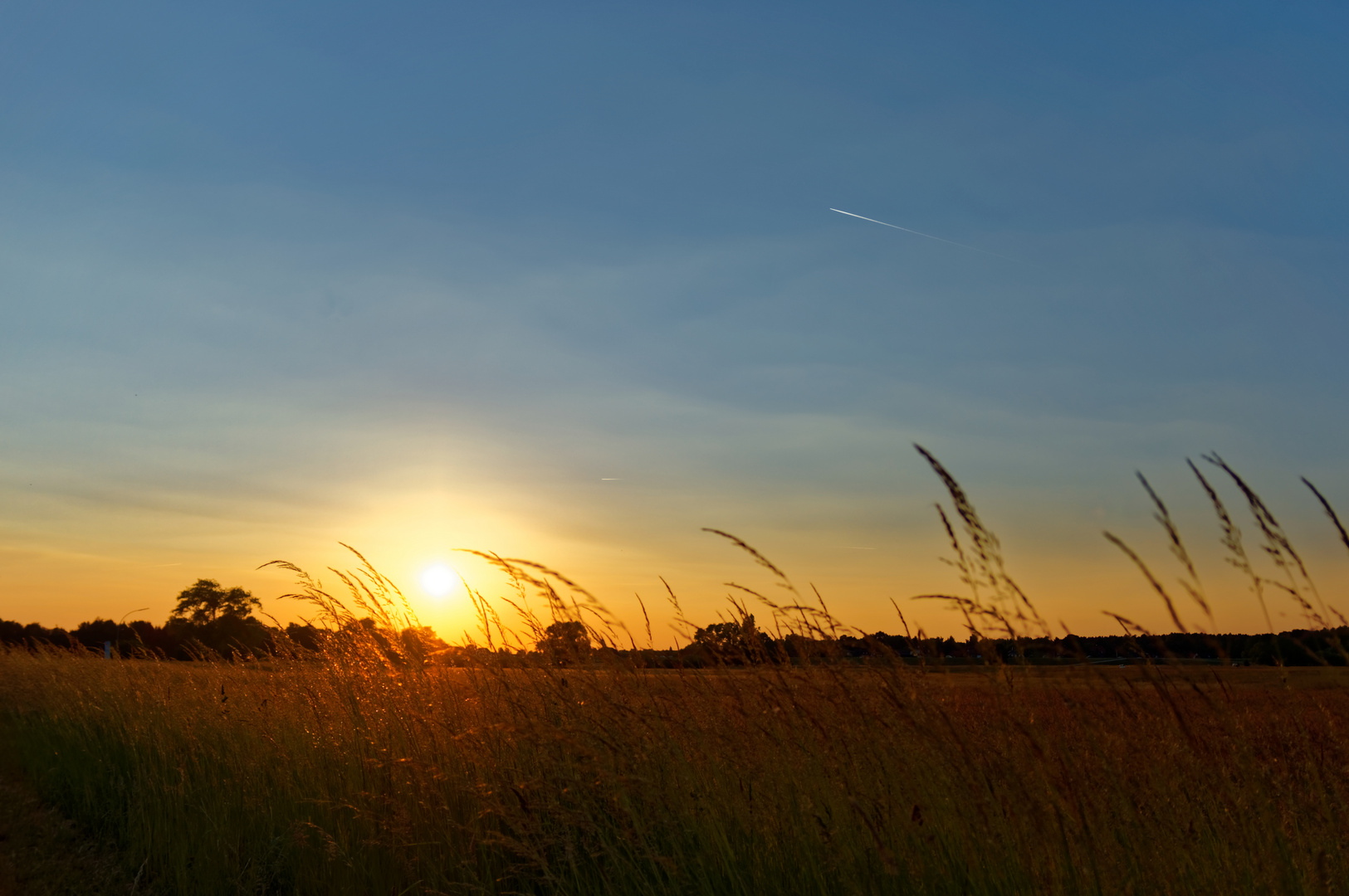 Wiese im Abendwind