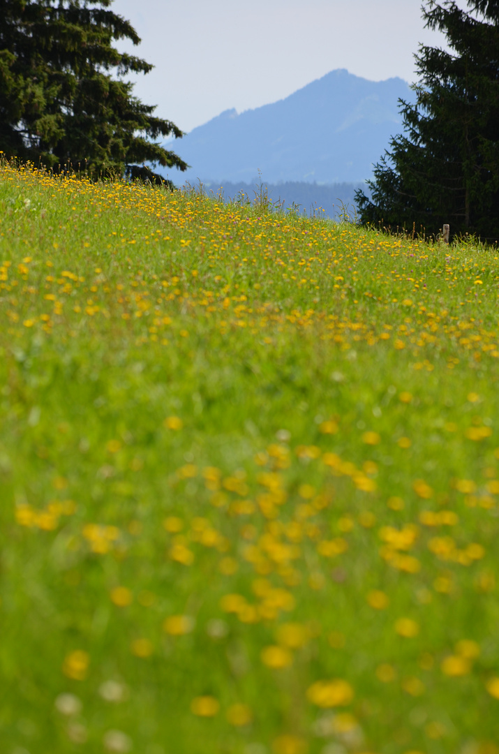 Wiese im Allgäu