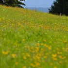 Wiese im Allgäu